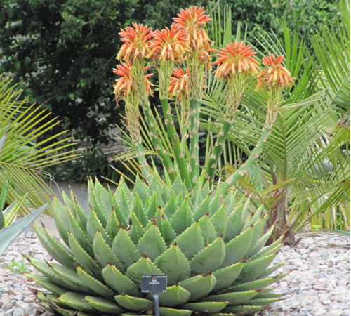 "Aloe Polyphylla - blommande